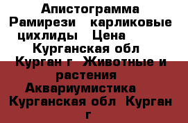 Апистограмма Рамирези - карликовые цихлиды › Цена ­ 150 - Курганская обл., Курган г. Животные и растения » Аквариумистика   . Курганская обл.,Курган г.